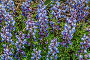 Purple lupines in a field photo