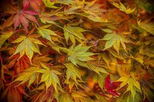 Japanese maple in autumn photo