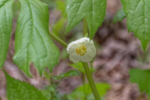 mayapple flor de cerca foto