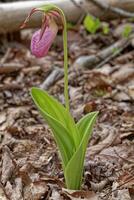 Pink lady's slipper in bloom closeup photo