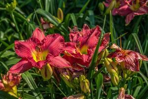 Bright red daylilies closeup photo