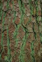 Tree bark with textures and patterns photo