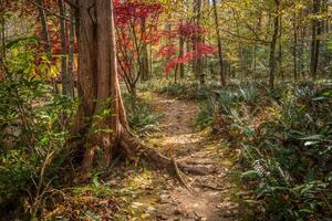 Autumn forest trail photo