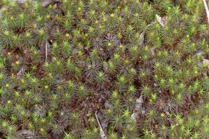 Spiky green moss photo