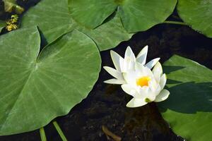 agua lirios verde hojas en un estanque con blanco floreciente loto flores iluminado por soleado verano ligero. foto