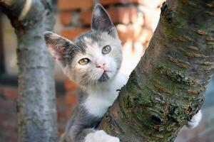 Portrait of an adorable kitten on a wooden table outdoors. photo