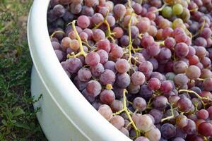 Spring harvest of pink grapes in a white basin. photo