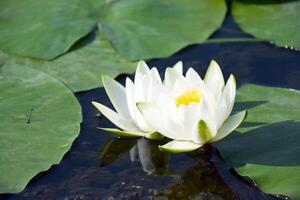 Water lilies green leaves on a pond with white blooming lotus flowers illuminated by sunny summer light. photo