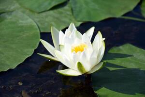 Water lilies green leaves on a pond with white blooming lotus flowers illuminated by sunny summer light. photo