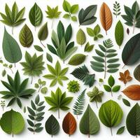 AI generated Various types of leaves on background, Isolate photo