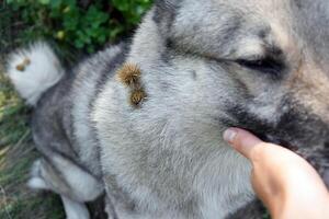 A thistle or burdock hangs from the dog's hair. photo