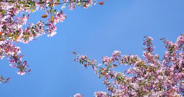 Pink apple tree flowers against a blue sky. photo