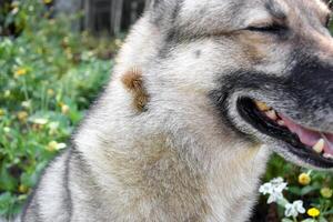 A thistle or burdock hangs from the dog's hair. photo