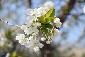 Close-up of white cherry tree flowers against a blue sky. photo