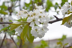 Close-up of white cherry tree flowers against a blue sky. photo