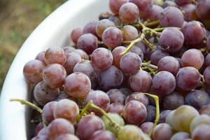 Spring harvest of pink grapes in a white basin. photo