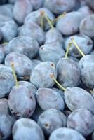 Lots of fresh blue plums. Fruit background. photo