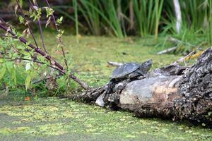 A river turtle climbed a tree thrown into the river. photo