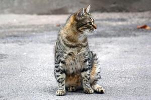 Adorable cat on an asphalt road outdoors. photo