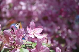 Close-up of pink apple tree flowers against a blue sky. photo