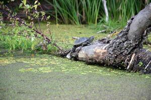 A river turtle climbed a tree thrown into the river. photo