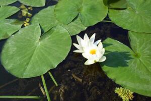 agua lirios verde hojas en un estanque con blanco floreciente loto flores iluminado por soleado verano ligero. foto