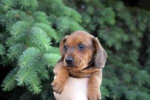 Cute dachshund puppy on the background of nature. photo