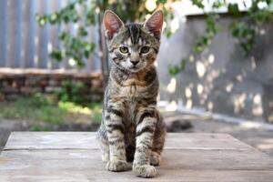 An adorable kitten on a wooden table outdoors. photo