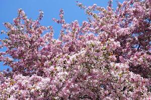 Pink apple tree flowers against a blue sky. photo