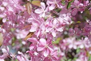 Close-up of pink apple tree flowers against a blue sky. photo