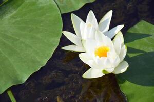 Water lilies green leaves on a pond with white blooming lotus flowers illuminated by sunny summer light. photo