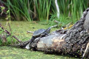 A river turtle climbed a tree thrown into the river. photo