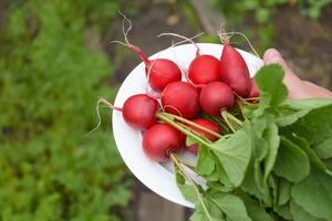 In the hands of a farmer, a freshly picked radish on a white plate. photo