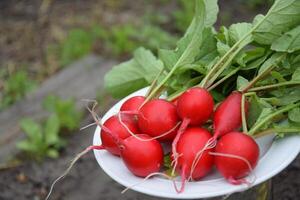 Farm fresh radish on a white plate, lies on the ground. photo