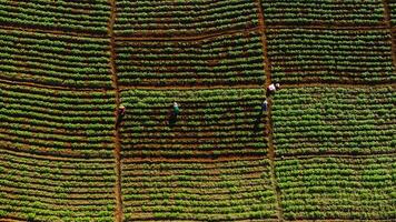 Aerial view of farmers working in a Chinese cabbage field or strawberry farm, agricultural plant fields with mountain hills in Asia. Vegetable farm and modern business concept. photo