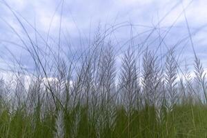 A Field of Tall Grass With a Blue Sky in the Background, A panoramic view of a field filled with tall grass under a bright blue sky. photo