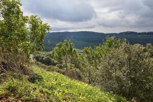 escénico ver desde montar carmelo en haifa con conífero y caduco arboles y tormenta nubes foto