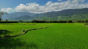 verde arroz arrozales, idílico agrícola armonía foto