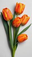 AI generated Photo Of Set Of Orange Color Tulip Flowers Isolated On White Background Flat Lay. AI Generated