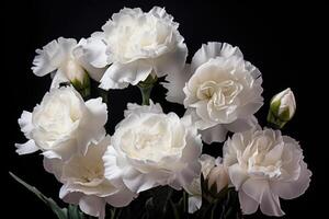 AI generated Photo of white carnations flowers on black background.