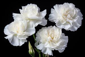 AI generated Photo of white carnations flowers on black background.