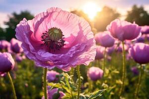 AI generated Detail of opium poppy flower, in latin papaver somniferum, purple colored flowering poppy photo