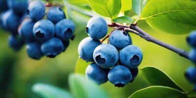 AI generated Ripe blueberries on the branches of a bush in the garden. photo