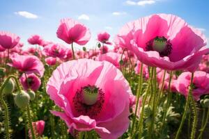 ai generado cultivo de pomnífero para tinta de aceite amapola papaver s extracción. foto