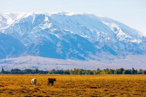 two cows are grazing in front of mountains sunny autumn afternoon photo