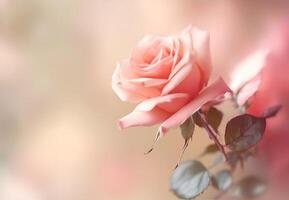 AI generated Soft blur background with rose. Template romantic greeting card with floral photo