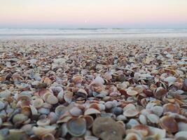 Shell beach on the seashore. photo