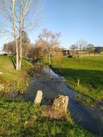 Spring nature, fresh greenery and stream. Beautiful nature in the park. photo