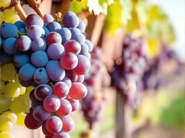 AI generated Horizontal blur wallpaper with group of grapes. Detailed image violet grape. photo