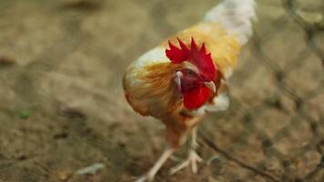 Gallo con un' rosso pettine video